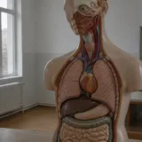 Manechin medical pentru asistenții