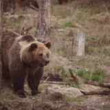 Urs brun lângă cota de vânătoare