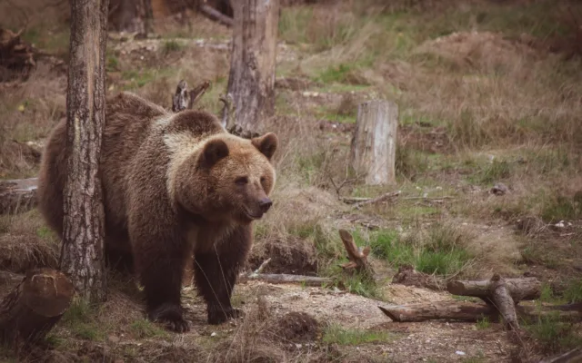 Urs brun lângă cota de vânătoare