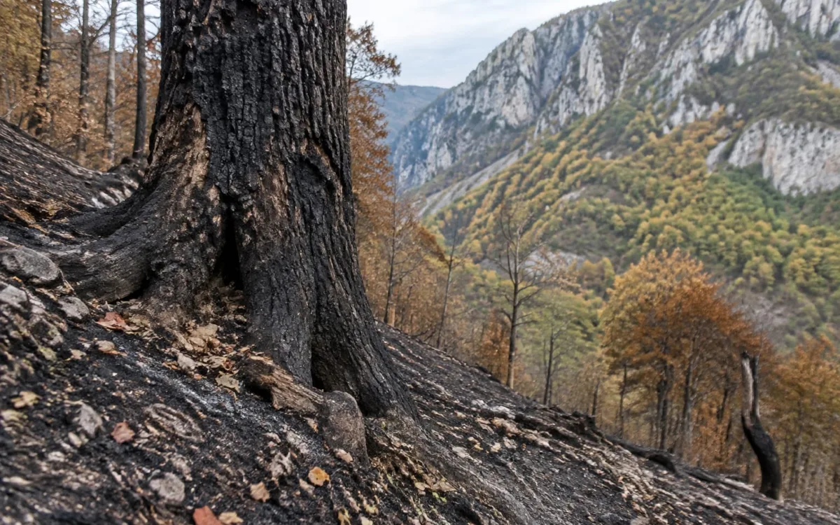 Urmările incendiului de la Domogled