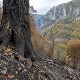 Urmările incendiului de la Domogled