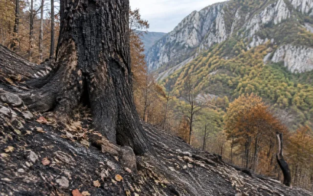Urmările incendiului de la Domogled