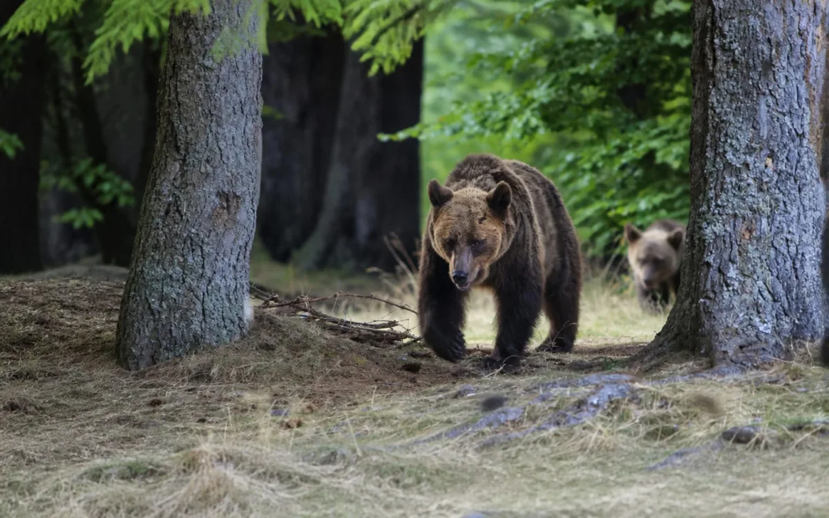 Urși bruni în habitat forestier