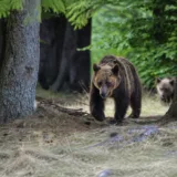 Urși bruni în habitat forestier