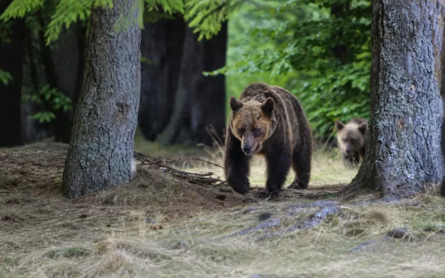 Urși bruni în habitat forestier